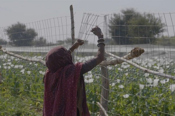 هند-با-فیلم-اعتراضی-برای-دومین-سال-پیاپی-برنده-هات-داکس-شد