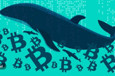نهنگ‌های-بیت-کوین-چه-چیزی-را-می‌بینند-که-از-چشم-ما-پنهان-است؟-نحوه-خواندن-حرکات-وال‌ها